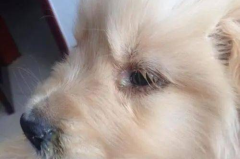 狗瘟早期症状,如何及时发现并应对
