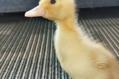 娱乐吃瓜酱鸭鸭视频下载,揭秘热门视频下载攻略 娱乐吃瓜酱鸭鸭视频下载,揭秘热门视频下载攻略