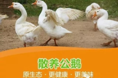 八鹅吃瓜菌娱乐圈,娱乐圈风云录 八鹅吃瓜菌娱乐圈,娱乐圈风云录